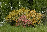 tannenfeld-sommer 2012-037
